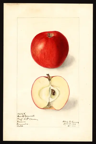 USDA watercolor illustration of Sweet Romanite