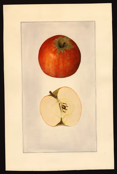 USDA watercolor illustration of Sweet Romanite