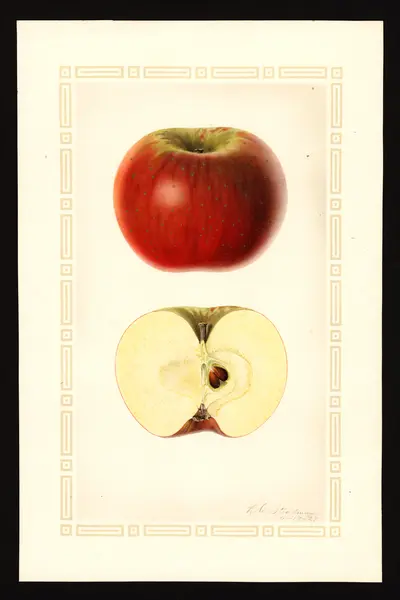 USDA watercolor illustration of Vandevere