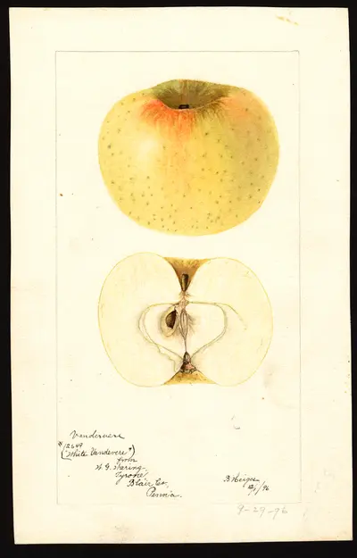 USDA watercolor illustration of Newtown Spitzenburg