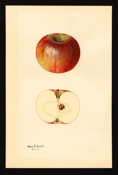 USDA watercolor illustration of Vandevere