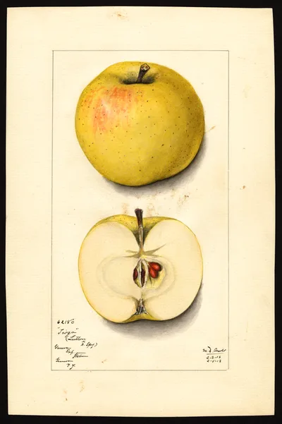 USDA watercolor illustration of Tioga