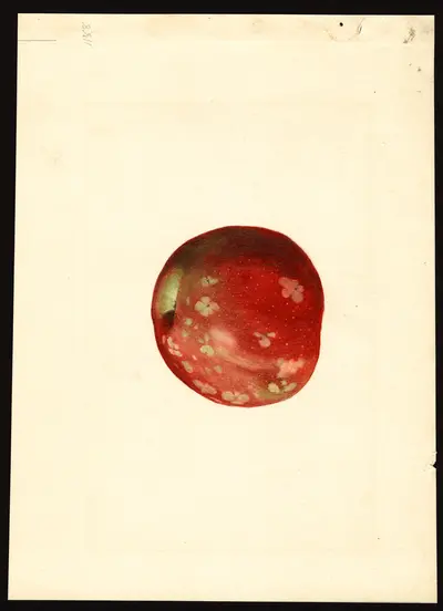 USDA watercolor illustration of McIntosh