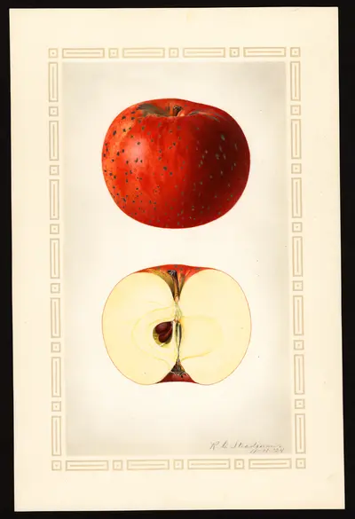 USDA watercolor illustration of Victoria Sweet