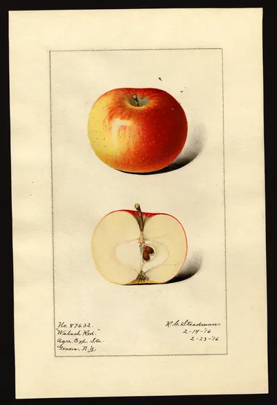 Watercolor of Wabash Red