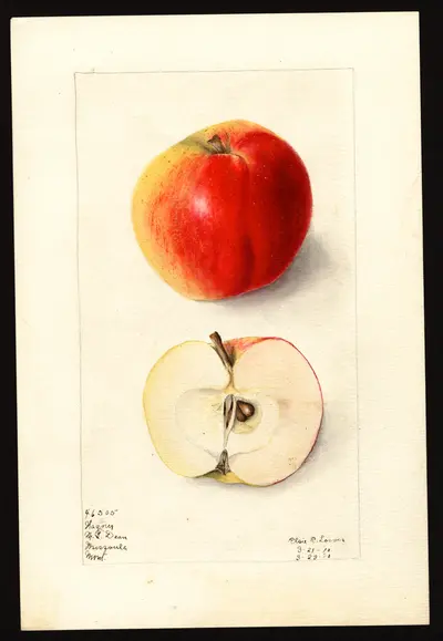 Watercolor of Wagener