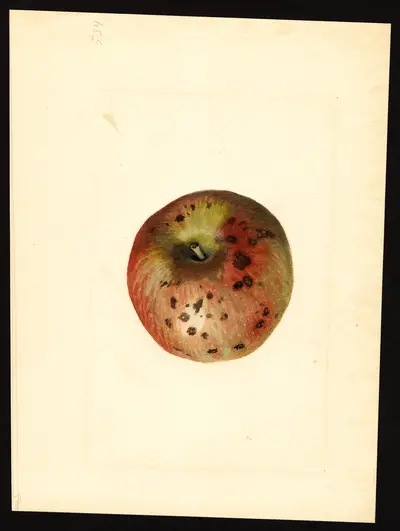 USDA watercolor illustration of Stayman Winesap