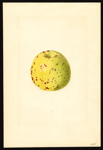 USDA watercolor illustration of White Pippin
