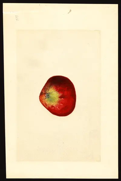 USDA watercolor illustration of Winesap
