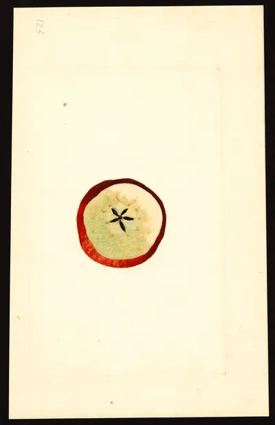USDA watercolor illustration of Winesap