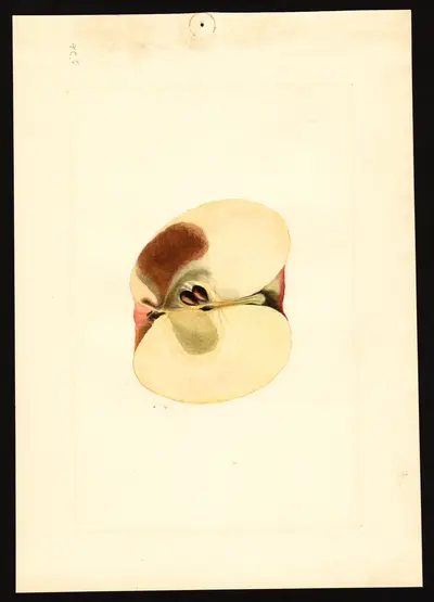 USDA watercolor illustration of York