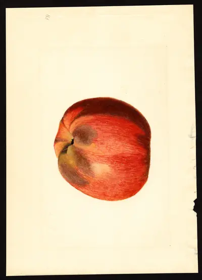 USDA watercolor illustration of York
