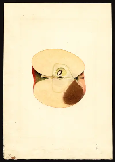 USDA watercolor illustration of York