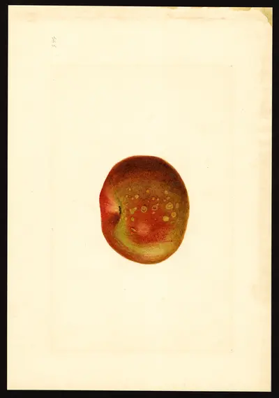 USDA watercolor illustration of York