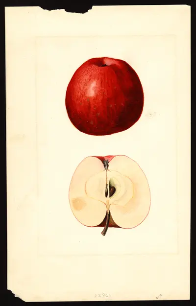 USDA watercolor illustration of Jonathan