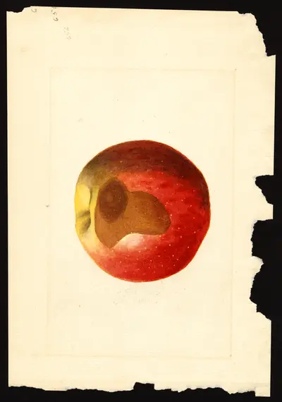 USDA watercolor illustration of Rome