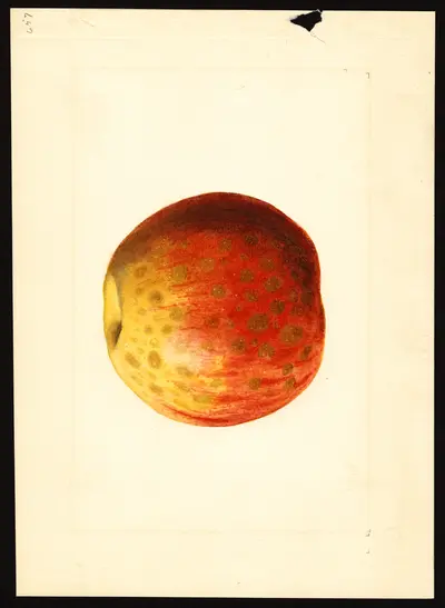 USDA watercolor illustration of Rome