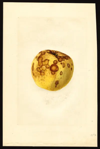 USDA watercolor illustration of Rhode Island Greening