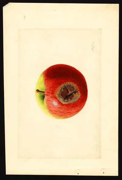 USDA watercolor illustration of Ben Davis