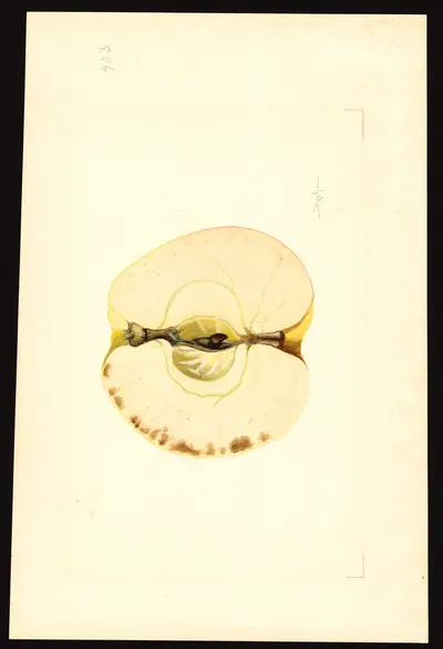 USDA watercolor illustration of Gravenstein