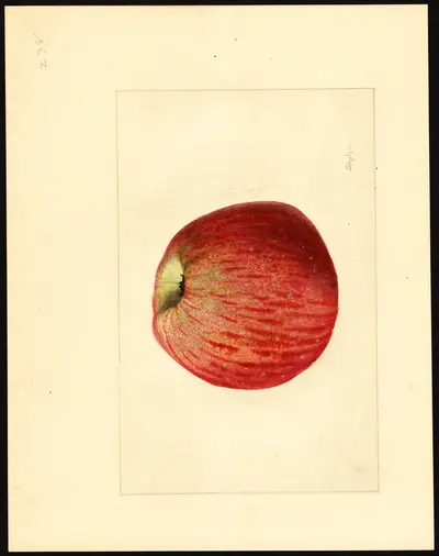 USDA watercolor illustration of Ben Davis