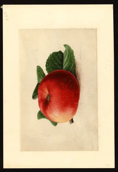 USDA watercolor illustration of York