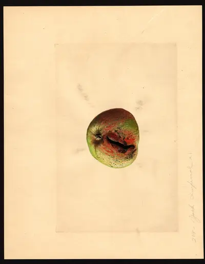 USDA watercolor illustration of York Imperial