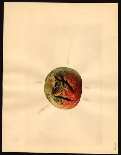 USDA watercolor illustration of York Imperial