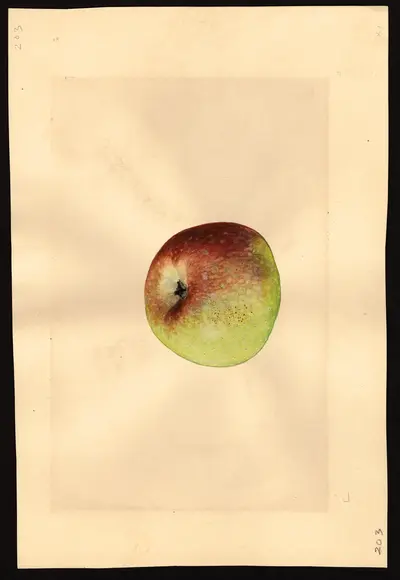 USDA watercolor illustration of York Imperial