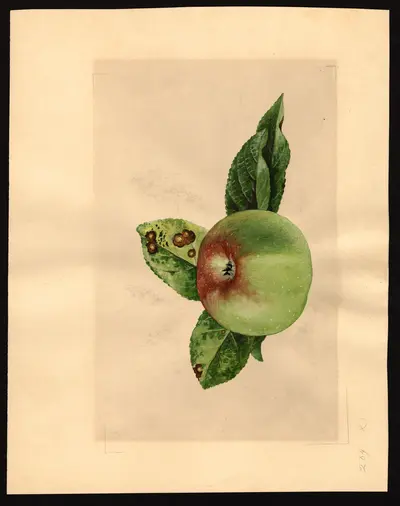 USDA watercolor illustration of York Imperial