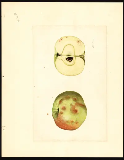 USDA watercolor illustration of York