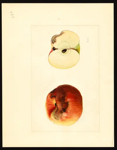 USDA watercolor illustration of York