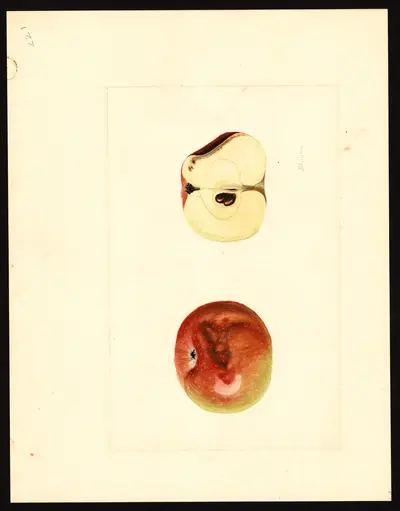 USDA watercolor illustration of York Imperial