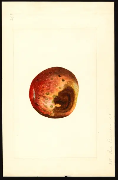 USDA watercolor illustration of Red Pearmain