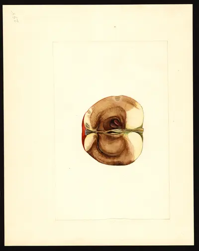 USDA watercolor illustration of Red Pearmain