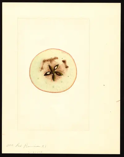 USDA watercolor illustration of Red Pearmain