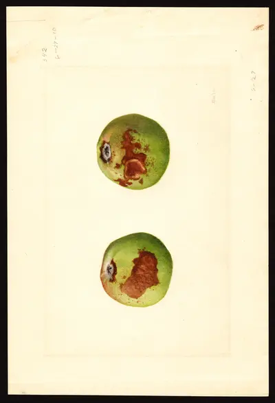 USDA watercolor illustration of Yellow Newtown