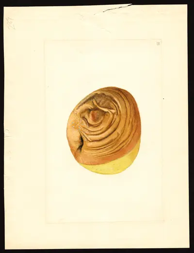 USDA watercolor illustration of Northwestern Greening