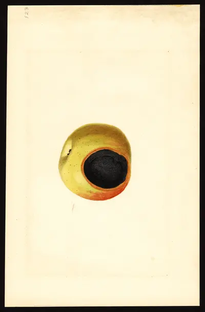 USDA watercolor illustration of York
