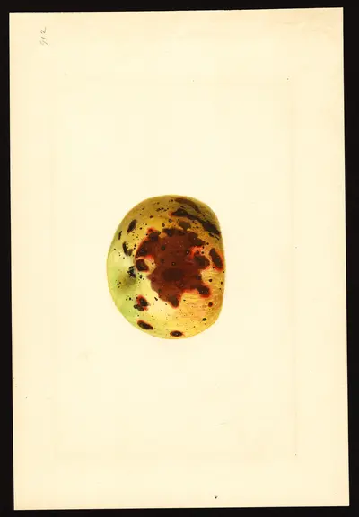 USDA watercolor illustration of Yellow Newtown