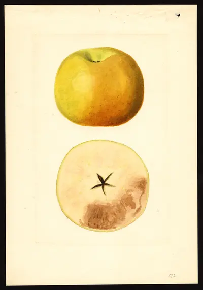 USDA watercolor illustration of Yellow Newtown