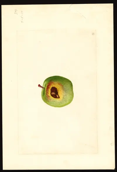 USDA watercolor illustration of Ben Davis