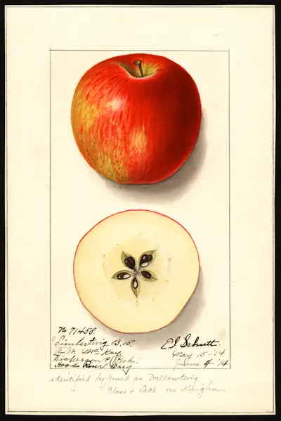 USDA watercolor illustration of Limbertwig