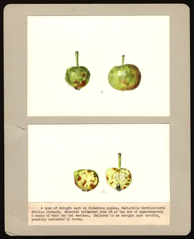 USDA watercolor illustration of Duchess of Oldenburg