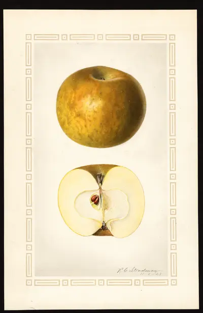 USDA watercolor illustration of Whitney Russet