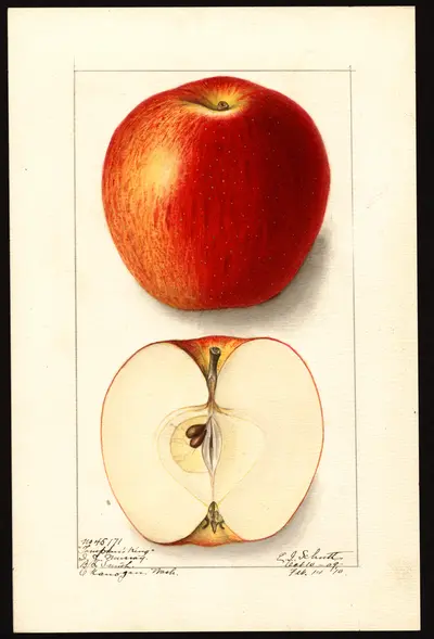 USDA watercolor illustration of Tompkins King