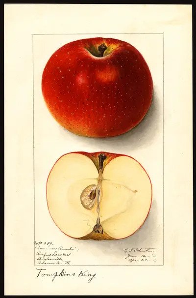 USDA watercolor illustration of Tompkins King