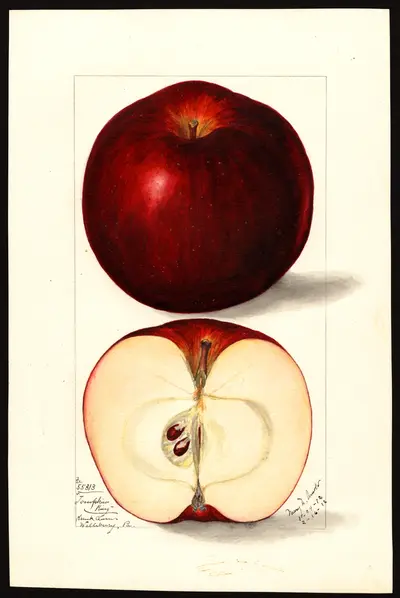 USDA watercolor illustration of Tompkins King