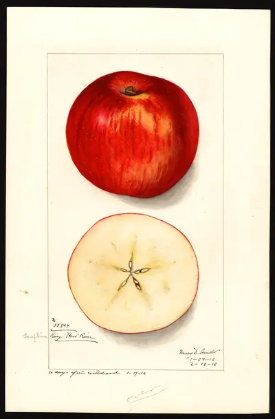 USDA watercolor illustration of Tompkins King