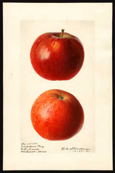 USDA watercolor illustration of Tompkins King